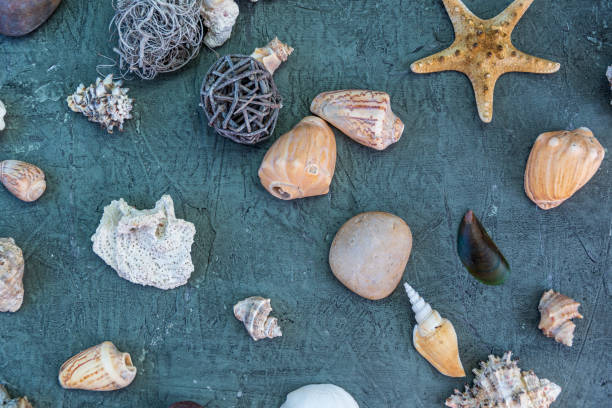 istock starfish next to rocks and snails 1202561158