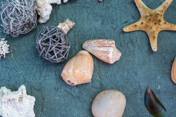 istock starfish next to rocks and snails 1202561165