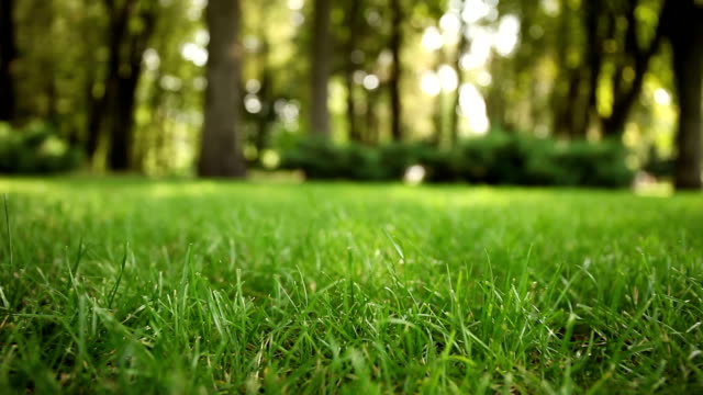 Fresh green lawn outdoor, grass on backyard (garden).