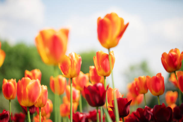 colorful tulips flowering in the garden.