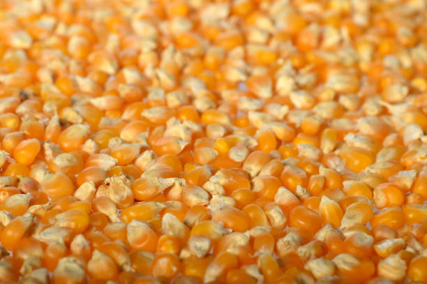 istock Close-up of Dried corn in clay pot 1202563953