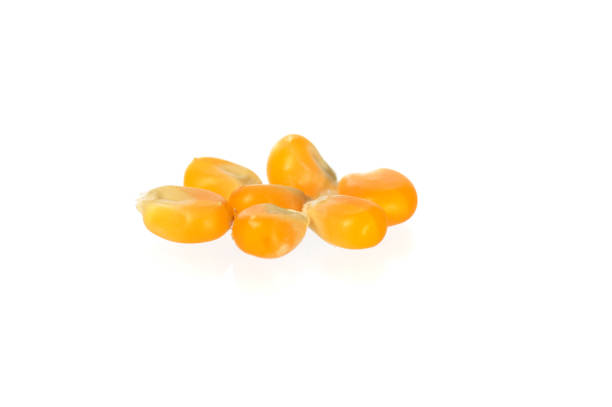 istock Close-up of Dried corn in clay pot 1202565153