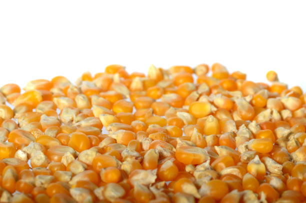 istock Close-up of Dried corn in clay pot 1202565200