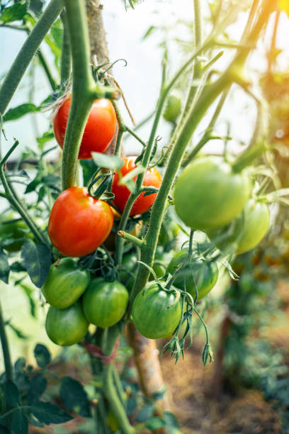 istock Tomatoes growing in a greenhouse 1202566427