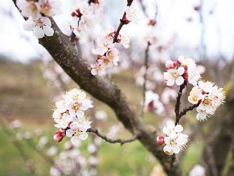 Spring Apricot Tree Branches in Blossom