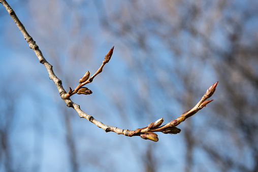 Poplar Tree Branch with Buds, Close-up