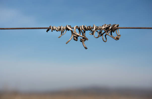 Dry Tendril of Vine Plant on Wire