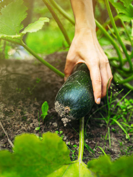 istock Harvesting zucchini in a greenhouse 1202566596
