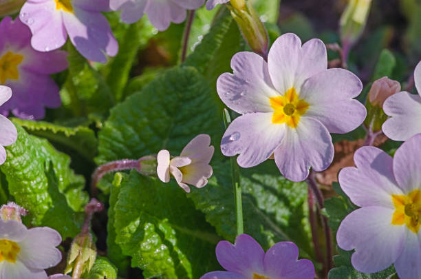 istock Small fragile primrose flowers bloom 1202566616