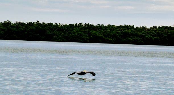 istock Birds of the Everglades 1202566748