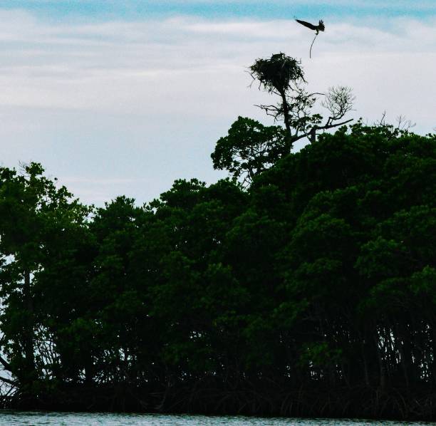 istock Birds of the Everglades 1202566827