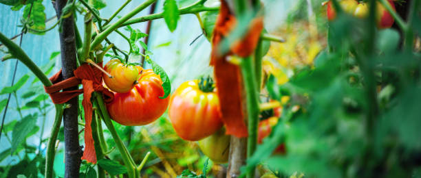istock Tomatoes growing in a greenhouse 1202566862