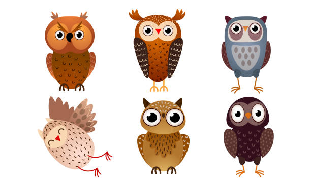 ilustraciones, imágenes clip art, dibujos animados e iconos de stock de conjunto de varios búhos coloridos lindos. ilustración vectorial en estilo de dibujos animados planos. - owl