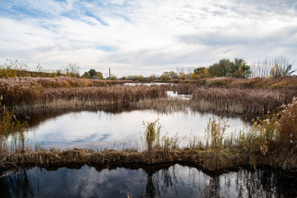 istock Landscape, reed and water 1202566993