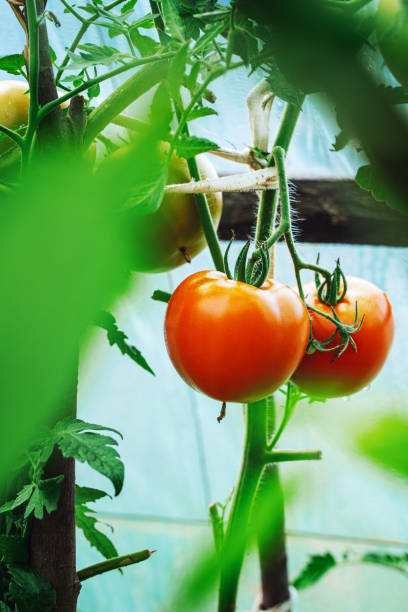 istock Tomatoes growing in a greenhouse 1202567071