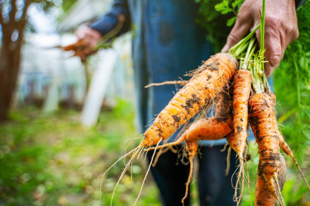 istock Fresh organic carrots in farmers hands 1202567932
