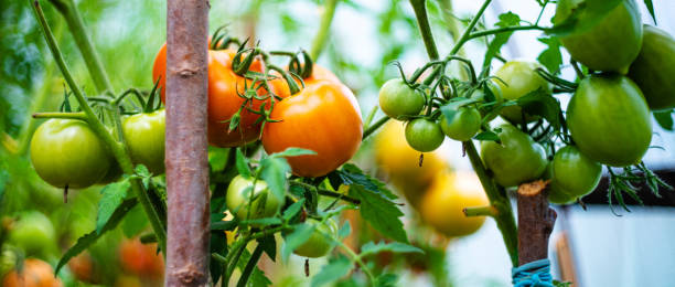 istock Tomatoes growing in a greenhouse 1202568144