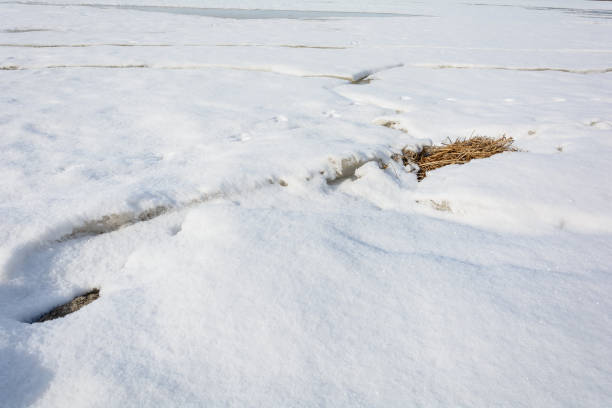istock Awakening of nature in early spring 1202568373