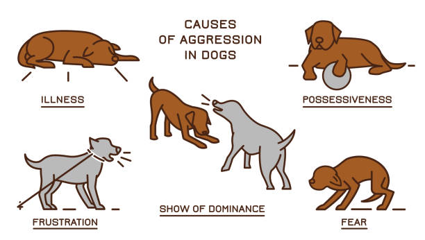 Dog Behavior Poster 2-31 Causes of aggression in dogs. Dog behavior problem icons set. Domestic animal or pet language. Yapping and loud barking. Simple icon, symbol, sign. Vector illustration isolated on white background mean dog stock illustrations