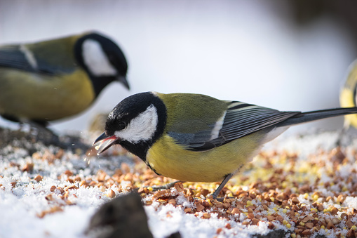 A goldfinch feeding on seed from a bird feeder.