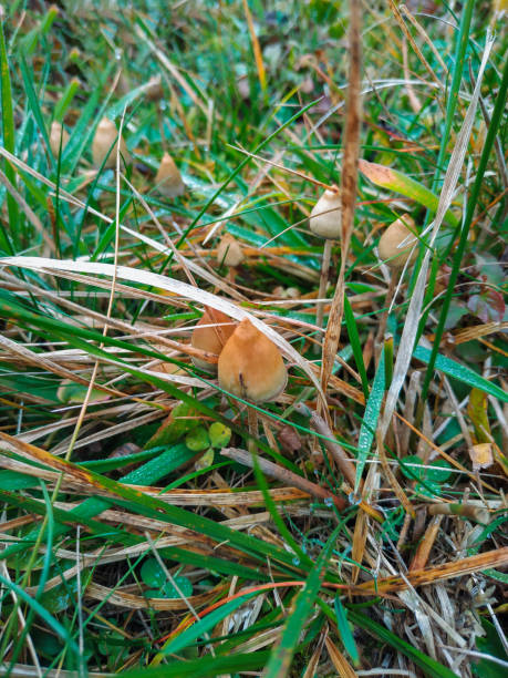 funghi allucinogeni nell'erba sul campo. - libs foto e immagini stock