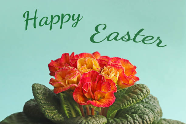 istock Easter greeting card with a blooming primrose 1202569655