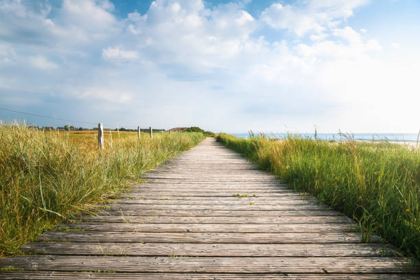 Wooden footpath and high grass in sunlight. Sylt summer landscape stock photo