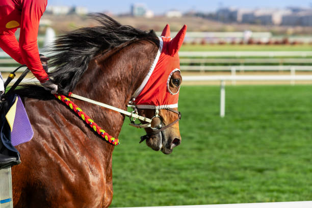 草のトラック上を走る競走馬 - horse horse racing animal head horseracing track ストックフォトと画像