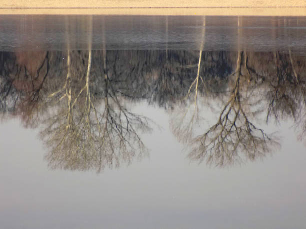 réflexion de la canopée d'arbre sur la surface gelée d'eau - poplar tree treetop forest tree photos et images de collection