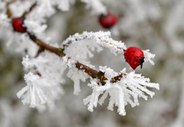 Hawthorn in winter Hawthorn on the shrub in winter hawthorn maple stock pictures, royalty-free photos & images