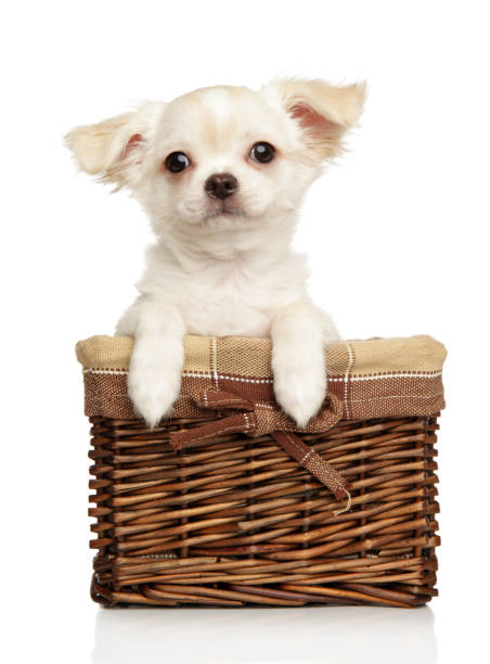 istock Chihuahua puppy in wicker basket 1202570309