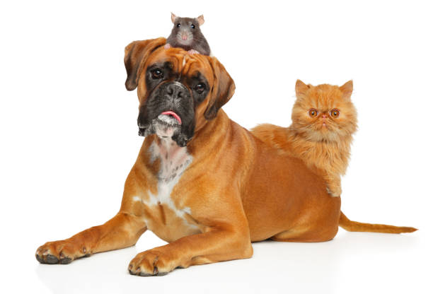istock Cat, dog and rat together 1202570328