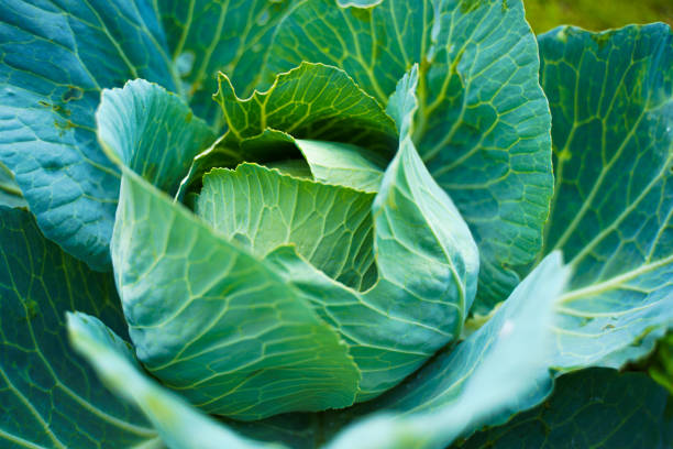 istock Fresh green head of cabbage 1202572642