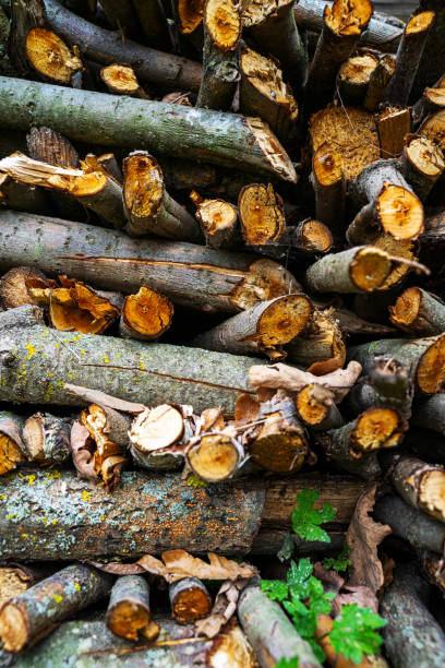 istock Firewood logs in a pile 1202572979