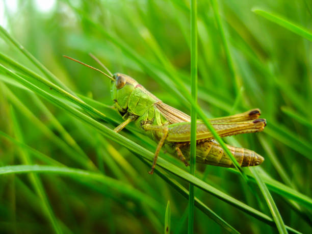 istock grasshopper in the grass on a hot summer day 1202573039