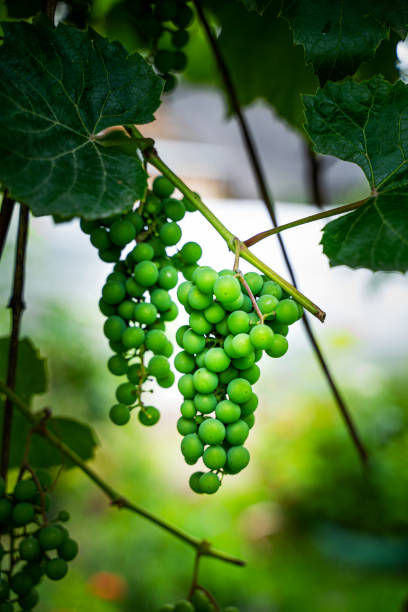 istock Green grapes on a branch 1202573169