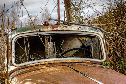 Old, rusted and abandoned pickup truck in weeds and bushes.