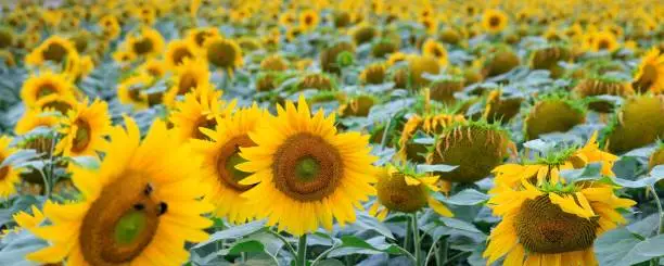 Een veld met zonnebloemen in Normandië, Frankrijk