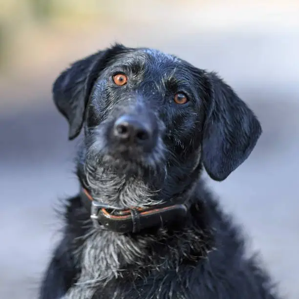 Een foto van het hoofd van een zwarte hond die in de camera kijkt