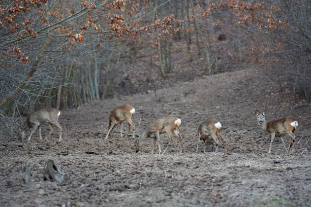 istock Group of roe deer and buck 1202574393