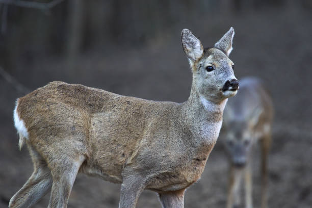 istock Group of roe deer and buck 1202574545
