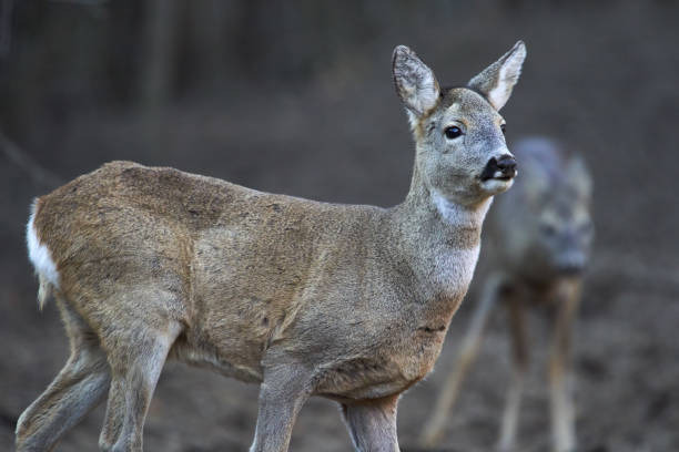 istock Group of roe deer and buck 1202574546