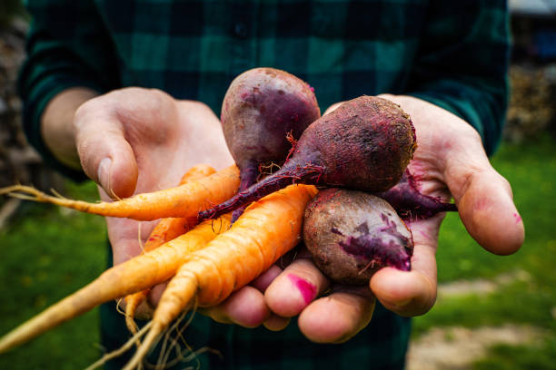 istock Carrots and beets in the farmer hands 1202574602