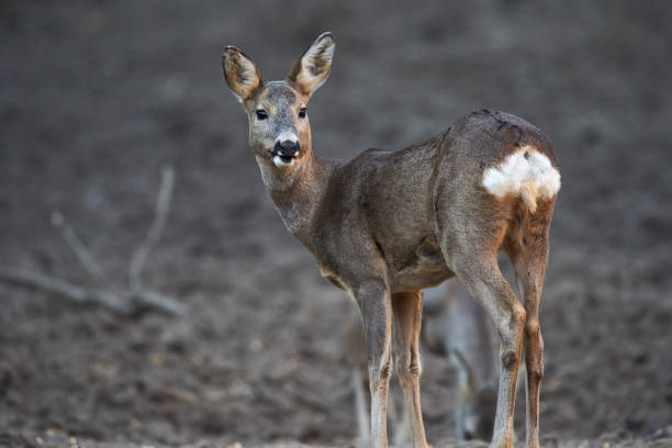 istock Group of roe deer and buck 1202574626