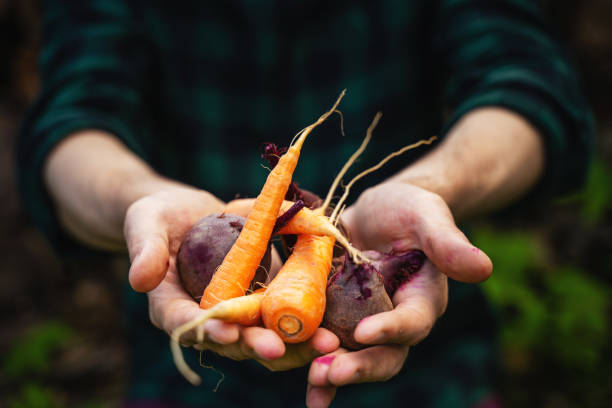 istock Carrots and beets in the farmer hands 1202574638