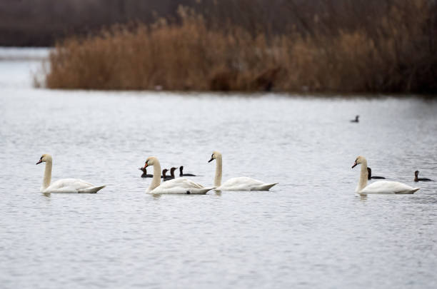 istock Swans and cormorants on river 1202574750