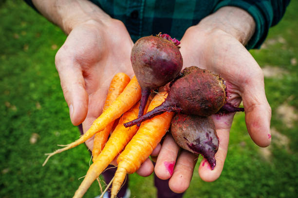 istock Carrots and beets in the farmer hands 1202574905