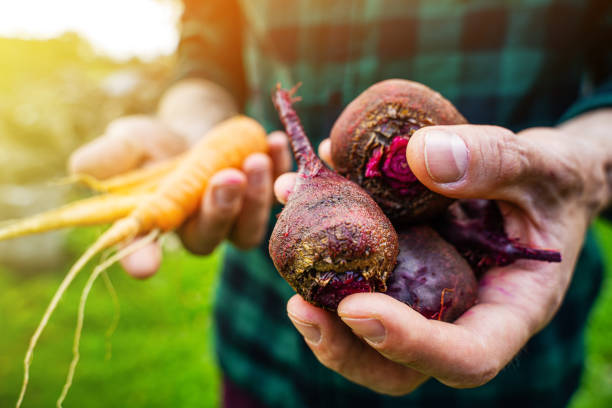 istock Carrots and beets in the farmer hands 1202574911