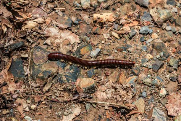 Photo of millipede crawling on foliage in the jungle. Fauna of Vietnam.