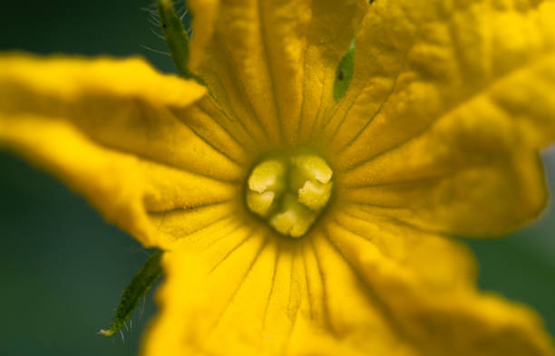 Small cucumber (cucumis) flower growing in greenhouse, illuminated by soft daylight. Close-up.
